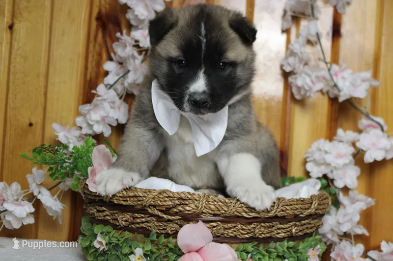 Cortland  – Akita puppy for sale in Trenton, MO