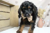 Toffee , a male Cockapoo for sale in Trenton, MO – 4 of 9