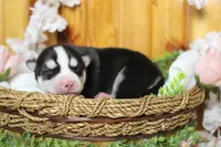 Storm , a male Siberian Husky for sale in Trenton, MO – 5 of 10