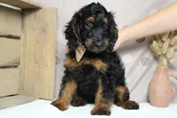 Toffee , a male Cockapoo for sale in Trenton, MO – 2 of 9