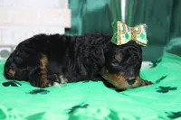 Sweetheart, a female Miniature Bernedoodle for sale in Trenton, MO – Photo 5 of 7