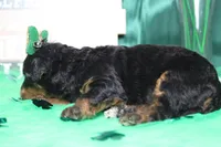 Sweetheart, a female Miniature Bernedoodle for sale in Trenton, MO – Photo 4 of 7