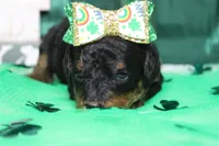 Sweetheart, a female Miniature Bernedoodle for sale in Trenton, MO – Photo 2 of 7