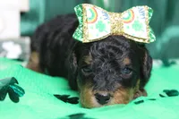 Sweetheart, a female Miniature Bernedoodle for sale in Trenton, MO – Photo 1 of 7