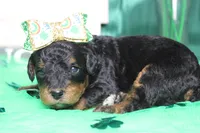 Sweetheart, a female Miniature Bernedoodle for sale in Trenton, MO – Photo 3 of 7