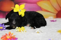 Raveena , a female Bernedoodle for sale in Trenton, MO – 5 of 7