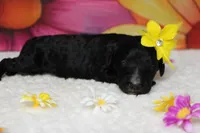 Raveena , a female Bernedoodle for sale in Trenton, MO – 7 of 7