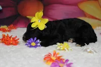 Raveena , a female Bernedoodle for sale in Trenton, MO – 4 of 7