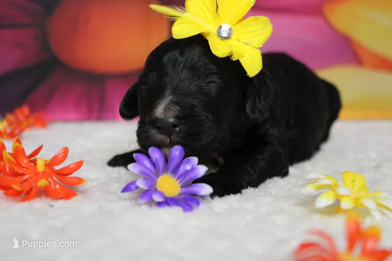 Raveena  – Bernedoodle puppy for sale in Trenton, MO