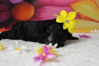 Raveena , a female Bernedoodle for sale in Trenton, MO – 6 of 7