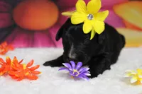 Raveena , a female Bernedoodle for sale in Trenton, MO – 2 of 7