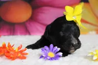 Raveena , a female Bernedoodle for sale in Trenton, MO – 3 of 7