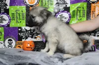 Conner, a male Keeshond for sale in Trenton, MO – 6 of 9