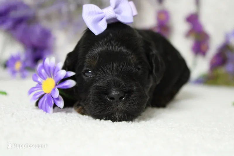 Hazel  – Poodle - Toy  puppy for sale in Trenton, MO