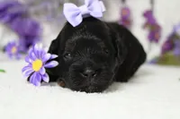 Hazel , a female Poodle - Toy  for sale in Trenton, MO – 1 of 8