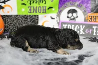 Marco , a male Poodle - Toy  for sale in Trenton, MO – 5 of 9