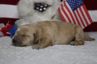 Babka , a male Golden Retriever for sale in Trenton, MO – 6 of 8