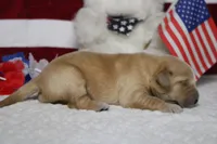 Babka , a male Golden Retriever for sale in Trenton, MO – 8 of 8