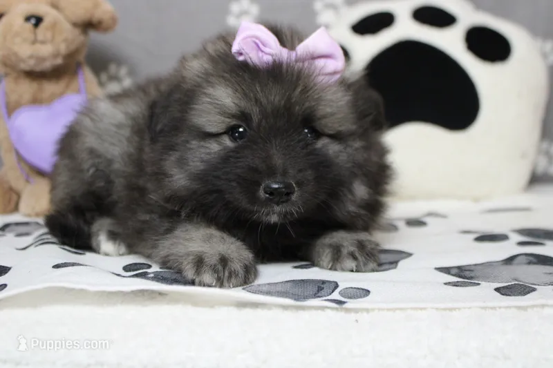 Anna  – Keeshond puppy for sale in Trenton, MO