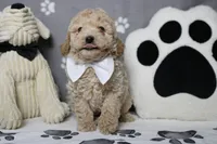 Willie , a male Poodle - Toy  and Havapoo for sale in Trenton, MO – 2 of 10