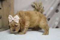 Katie, a female Cockapoo for sale in Trenton, MO – 5 of 7