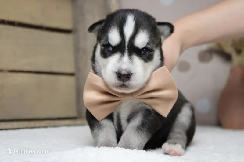 Koda  – Siberian Husky puppy for sale in Trenton, MO