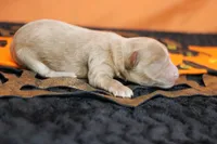 Athos , a male Havapoo for sale in Trenton, MO – 5 of 7