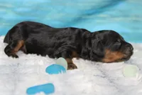 Gelato, a male Cocker Spaniel and Poodle - Toy  for sale in Trenton, MO – 4 of 7