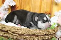 Koda , a male Siberian Husky for sale in Trenton, MO – 6 of 10