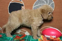 Meatball , a male Goldendoodle for sale in Trenton, MO – 10 of 10