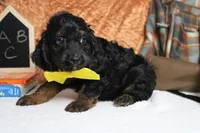 Toffee , a male Cockapoo for sale in Trenton, MO – 4 of 6