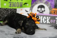 Adeline , a female Poodle - Toy  for sale in Trenton, MO – 7 of 10