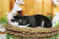 Storm , a male Siberian Husky for sale in Trenton, MO – 4 of 10