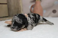 Spot, a male Miniature Aussiedoodle for sale in Trenton, MO – 4 of 10