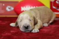 Guava, a male Golden Retriever for sale in Trenton, MO – 2 of 7