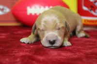 Lemon , a male Golden Retriever for sale in Trenton, MO – 1 of 7