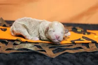 Aramis , a male Havapoo for sale in Trenton, MO – 4 of 8