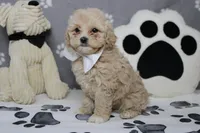 Charlie , a male Poodle - Toy  and Havapoo for sale in Trenton, MO – 5 of 7