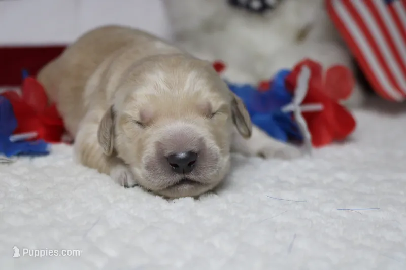 Focaccia  – Golden Retriever puppy for sale in Trenton, MO