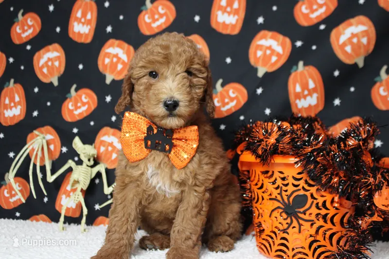 Seville – Poodle - Miniature  puppy for sale in Trenton, MO