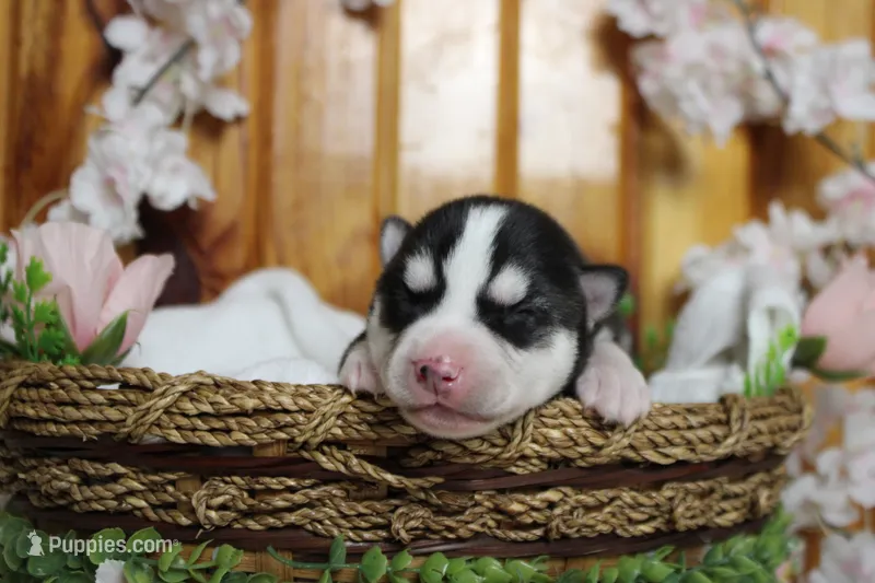 Storm  – Siberian Husky puppy for sale in Trenton, MO