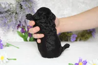 Peppercorn , a male Poodle - Toy  for sale in Trenton, MO – 9 of 10