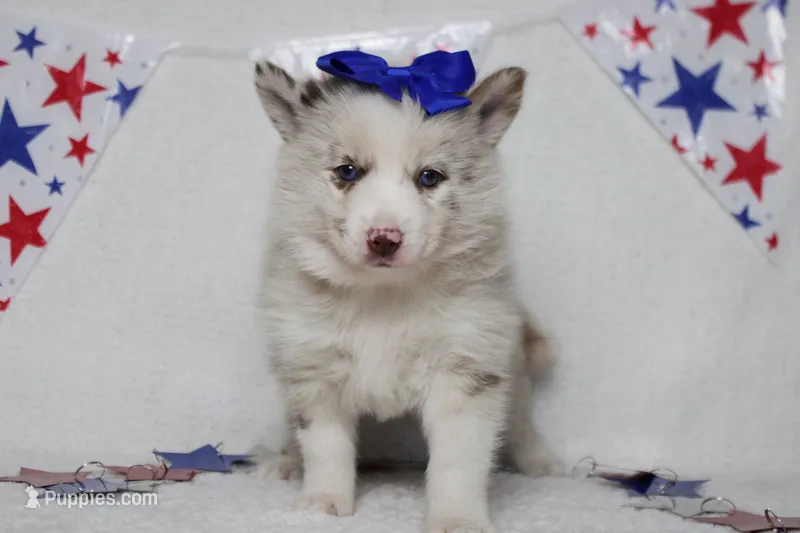 Muffy  – Pomsky puppy for sale in Trenton, MO