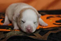 Angel , a female Pomsky for sale in Trenton, MO – 2 of 9