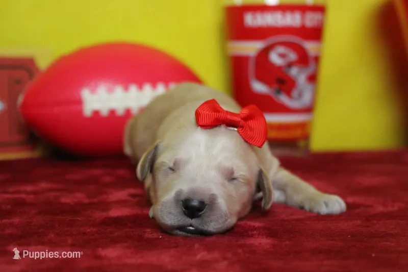 Peach  – Golden Retriever puppy for sale in Trenton, MO