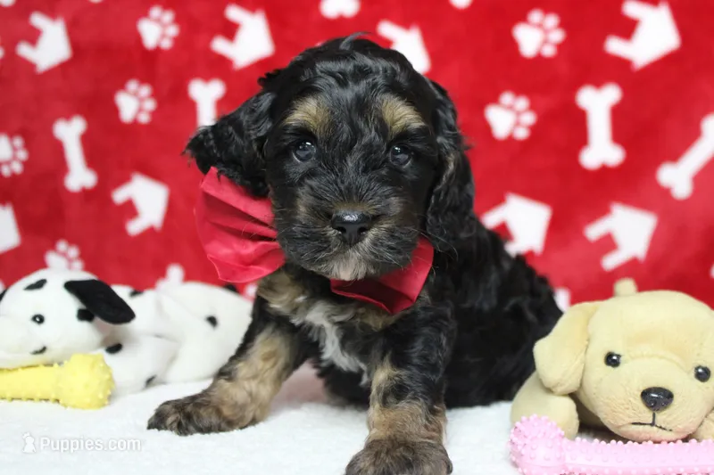 Rocky  – Cockapoo puppy for sale in Trenton, MO