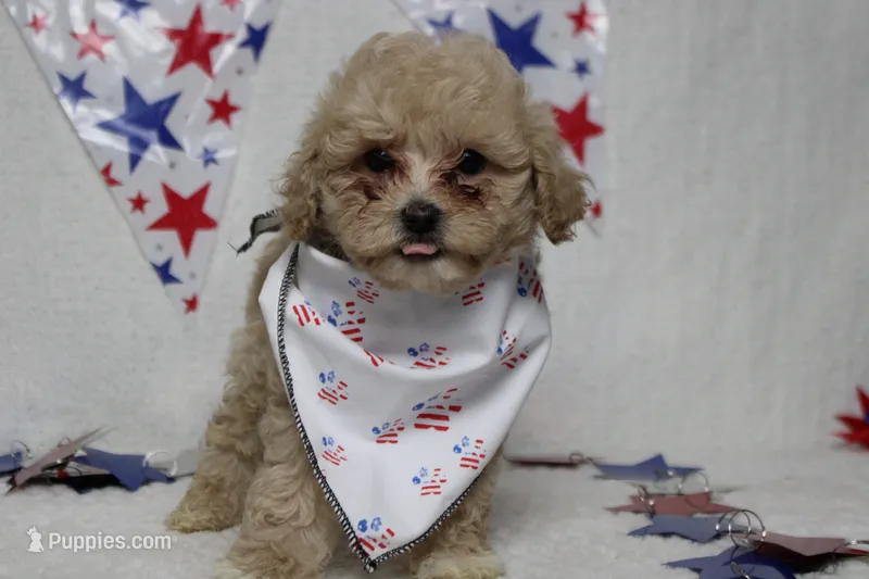 Charlie  – Poodle - Toy , Havapoo puppy for sale in Trenton, MO