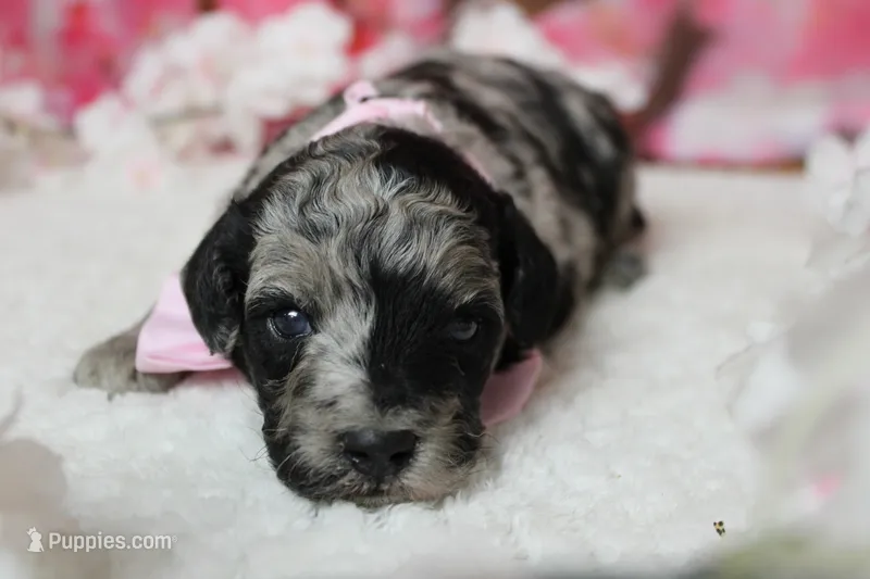 Spot – Miniature Aussiedoodle puppy for sale in Trenton, MO