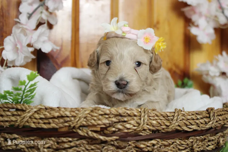 Violet  – Poodle - Toy , Havapoo puppy for sale in Trenton, MO