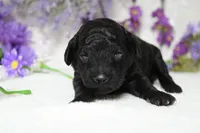 Peppercorn , a male Poodle - Toy  for sale in Trenton, MO – 2 of 10